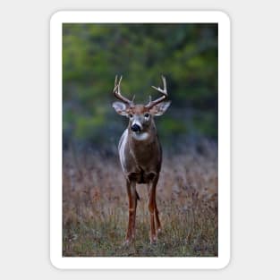 White-tailed Deer Sticker